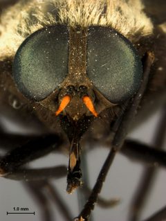 Stonemyia albomacula by the Smithsonian. Used under a CC0 license.