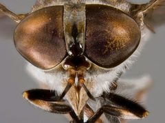 Tabanus caenosus by the Smithsonian. Used under a CC0 license.