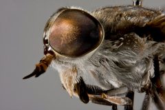 Tabanus caenosus by the Smithsonian. Used under a CC0 license.