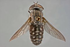 Tabanus caenosus by the Smithsonian. Used under a CC0 license.