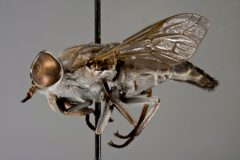 Tabanus caenosus by the Smithsonian. Used under a CC0 license.
