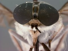Tabanus fairchildi by the Smithsonian. Used under a CC0 license.