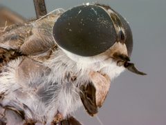 Tabanus fairchildi by the Smithsonian. Used under a CC0 license.