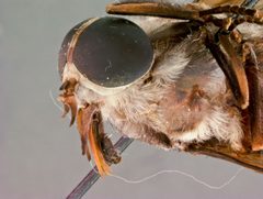 Tabanus gladiator by the Smithsonian. Used under a CC0 license.
