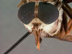 Tabanus gladiator by the Smithsonian. Used under a CC0 license.