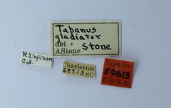 Tabanus gladiator by the Smithsonian. Used under a CC0 license.