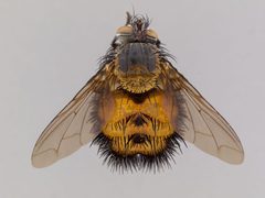 Paradejeania rutilioides by the Smithsonian. Used under a CC0 license.