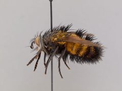 Paradejeania rutilioides by the Smithsonian. Used under a CC0 license.