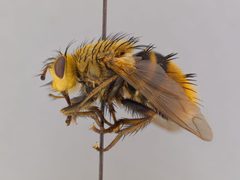 Tachina luteola by the Smithsonian. Used under a CC0 license.