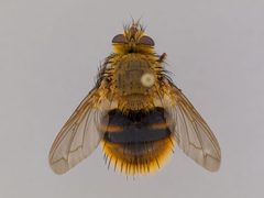 Tachina luteola by the Smithsonian. Used under a CC0 license.