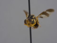 Bactrocera decumanus by the Smithsonian. Used under a CC0 license.