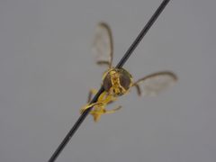 Bactrocera occipitalis by the Smithsonian. Used under a CC0 license.