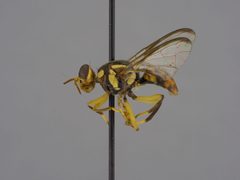 Bactrocera occipitalis by the Smithsonian. Used under a CC0 license.
