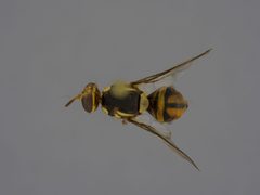 Bactrocera occipitalis by the Smithsonian. Used under a CC0 license.