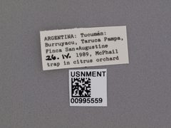 Toxotrypana curvicauda by the Smithsonian. Used under a CC0 license.