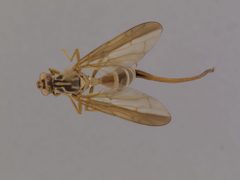 Toxotrypana curvicauda by the Smithsonian. Used under a CC0 license.