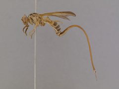 Toxotrypana curvicauda by the Smithsonian. Used under a CC0 license.