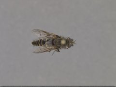 Thereva plebeja by the Smithsonian. Used under a CC0 license.