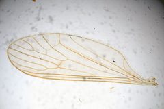 Trichocera latilobata by the Smithsonian. Used under a CC0 license.
