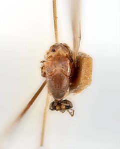 Trichocera latilobata by the Smithsonian. Used under a CC0 license.