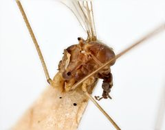 Trichocera latilobata by the Smithsonian. Used under a CC0 license.