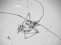 Acyrthosiphon bidenticola by the Smithsonian. Used under a CC0 license.