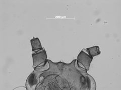 Amphorophora mitchelli by the Smithsonian. Used under a CC0 license.