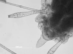 Amphorophora rubicumberlandi by the Smithsonian. Used under a CC0 license.