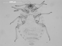 Anoecia equiseti by the Smithsonian. Used under a CC0 license.