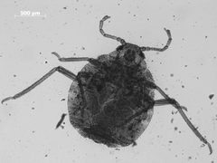 Anoecia graminis by the Smithsonian. Used under a CC0 license.