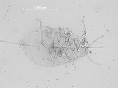 Anoecia setariae by the Smithsonian. Used under a CC0 license.