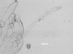 Anoecia setariae by the Smithsonian. Used under a CC0 license.