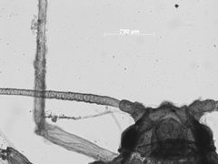 Aphis asclepiadis by the Smithsonian. Used under a CC0 license.