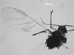 Aphis asclepiadis by the Smithsonian. Used under a CC0 license.