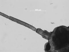 Aphis lupini by the Smithsonian. Used under a CC0 license.