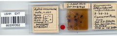 Aphis oenotherae var. rufa by the Smithsonian. Used under a CC0 license.