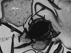 Aphis oenotherae var. rufa by the Smithsonian. Used under a CC0 license.