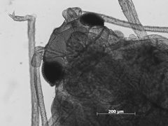 Aphis pawneepae by the Smithsonian. Used under a CC0 license.