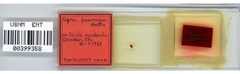 Aphis pawneepae by the Smithsonian. Used under a CC0 license.
