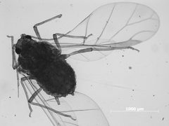 Aphis pawneepae by the Smithsonian. Used under a CC0 license.