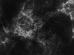Aphis saniculae by the Smithsonian. Used under a CC0 license.