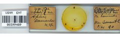 Aphis saniculae by the Smithsonian. Used under a CC0 license.