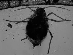 Aphis saniculae by the Smithsonian. Used under a CC0 license.