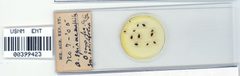 Aphis spiraephila by the Smithsonian. Used under a CC0 license.