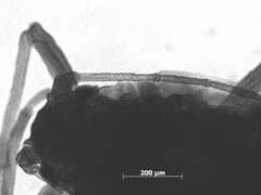 Aphis spiraephila by the Smithsonian. Used under a CC0 license.