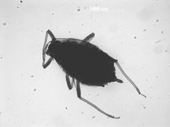 Aphis spiraephila by the Smithsonian. Used under a CC0 license.