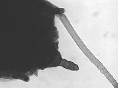Aphis spiraephila by the Smithsonian. Used under a CC0 license.