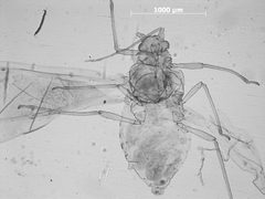 Betulaphis occidentalis by the Smithsonian. Used under a CC0 license.