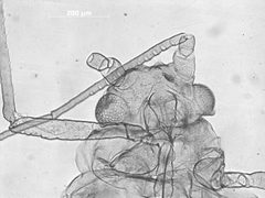Betulaphis occidentalis by the Smithsonian. Used under a CC0 license.