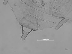 Brachyunguis bishopi by the Smithsonian. Used under a CC0 license.